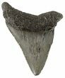 Bargain, Juvenile Megalodon Tooth - South Carolina #54125-1